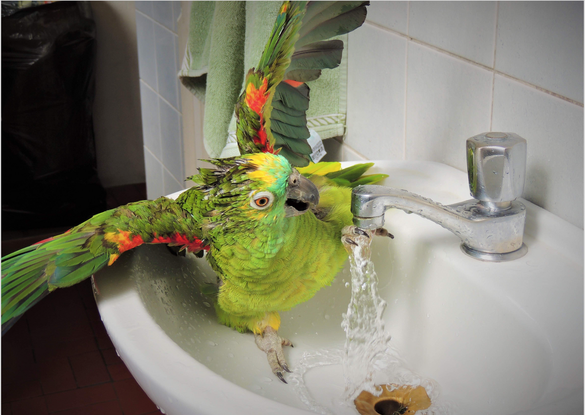 Nome do produto: Parrot Bath