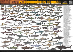 Nome do produto  Poster PALEOCONDRÍCTIOS DO BRASIL