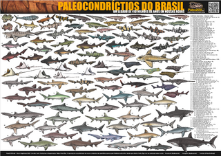 Poster PALEOCONDRÍCTIOS DO BRASIL