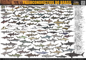 Nome do produto  Poster PALEOCONDRÍCTIOS DO BRASIL