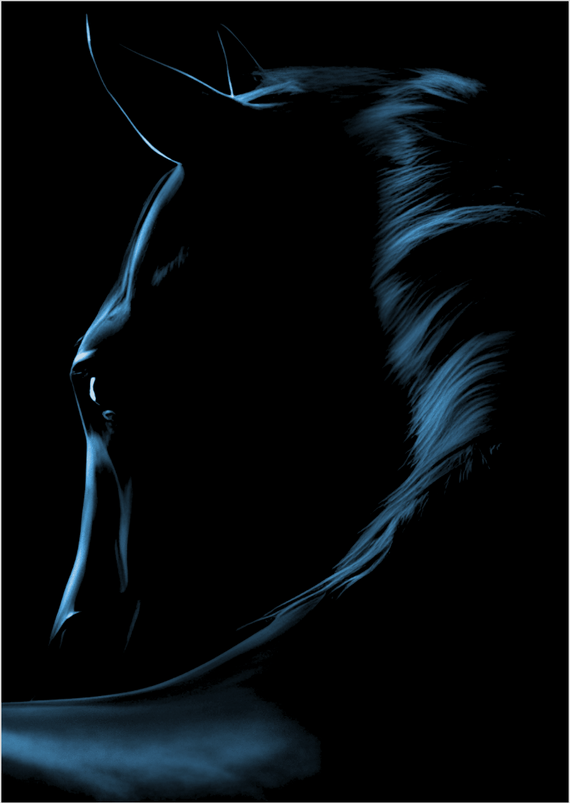 Poster Retrato Cavalo Preto