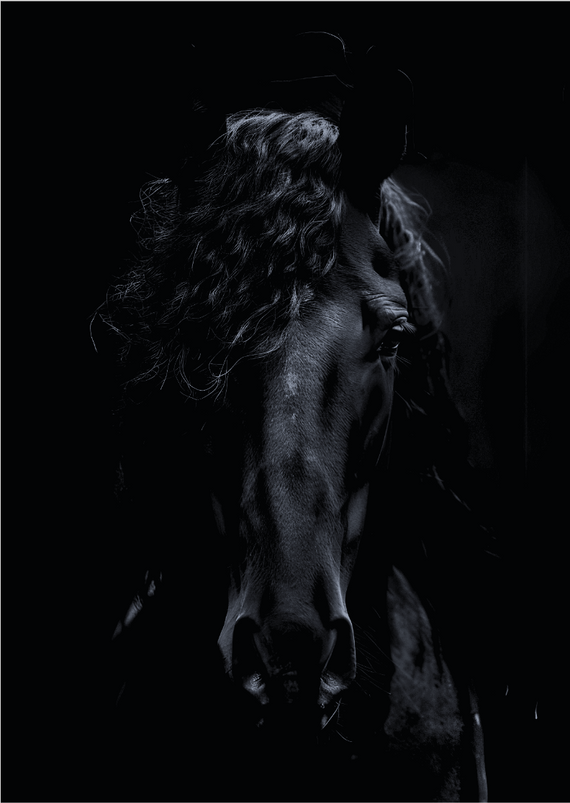 Poster Retrato Cavalo Negro