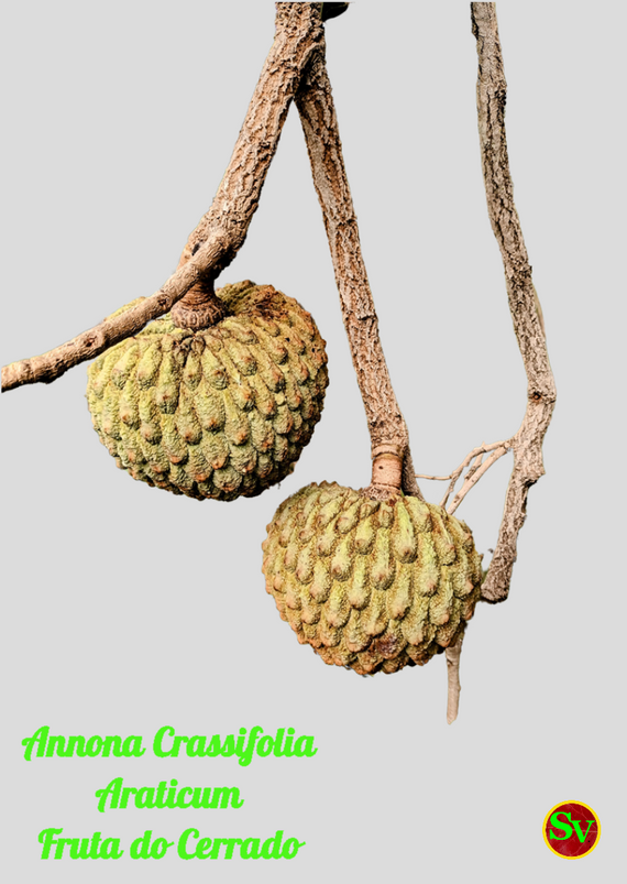 Fruta do Cerrado Annona Crassifolia