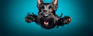 Nome do produtoCaneca Scottish Terrier com Arte Digital - #Autenticidade 0007