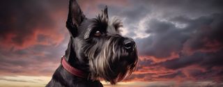 Nome do produtoCaneca Scottish Terrier com Arte Digital - #Autenticidade 0015