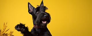 Nome do produtoCaneca Scottish Terrier com Arte Digital - #Autenticidade 0006