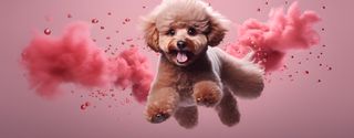 Nome do produtoCaneca Poodle com Arte Digital - #Autenticidade 0003