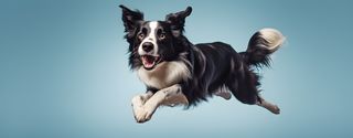 Nome do produtoCaneca Border Collie com Arte Digital - #Autenticidade 0014