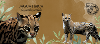 Nome do produtoCaneca Jaguatirica - Coleção Animais Resgatados