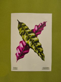 Poster Calathea Lancifolia